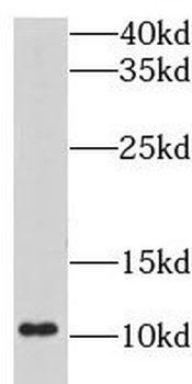 LSM5 Antibody