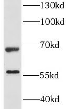 LSR Antibody
