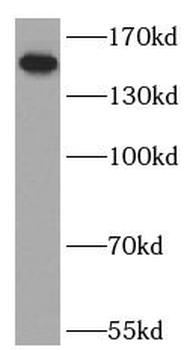 LTBP1 Antibody