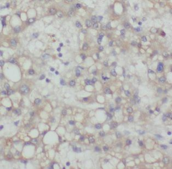 MAD2L1 Antibody