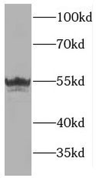 MANEA Rabbit Polyclonal Antibody