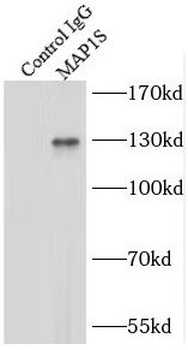 MAP1S Rabbit Polyclonal Antibody