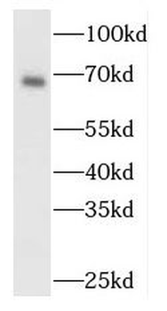 MAPK4 Antibody