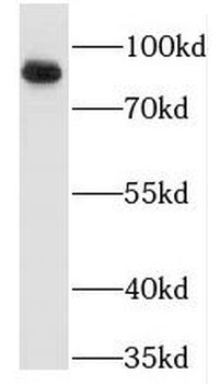 MARCKS Antibody