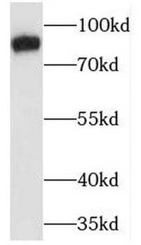 MARCKS Antibody