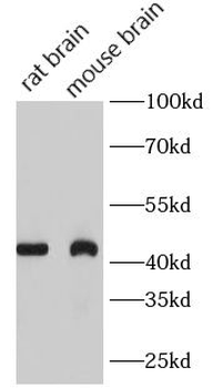 MARCKSL1 Antibody