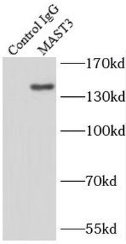 MAST3 Rabbit Polyclonal Antibody