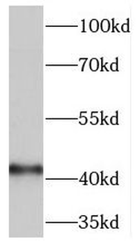 MAT2A Antibody