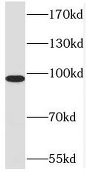MATR3 Antibody