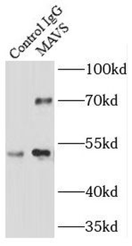 MAVS Antibody
