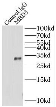 MBD3 Rabbit Polyclonal Antibody