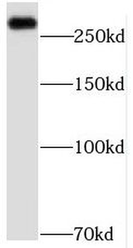 MED12L Rabbit Polyclonal Antibody
