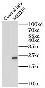 MED30 Antibody