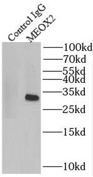 MEOX2 Rabbit Polyclonal Antibody