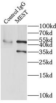 MEST Rabbit Polyclonal Antibody