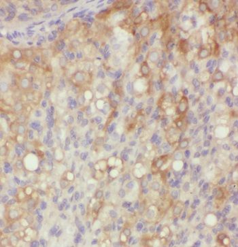 MFAP4 Rabbit Polyclonal Antibody