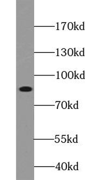 MFN2 Antibody