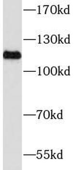MICAL1 Antibody