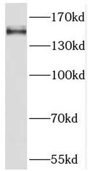 MINK1 Rabbit Polyclonal Antibody