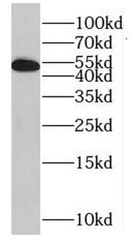 MLKL Antibody