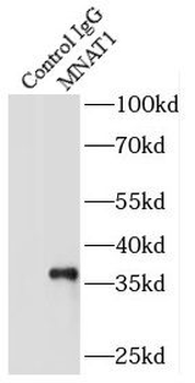 MNAT1 Rabbit Polyclonal Antibody
