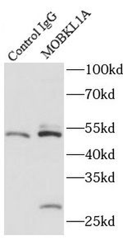 MOB1A Antibody