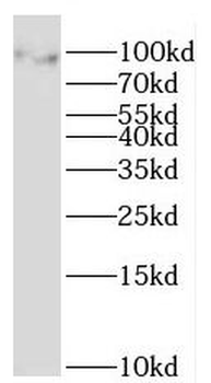 MOCOS Rabbit Polyclonal Antibody