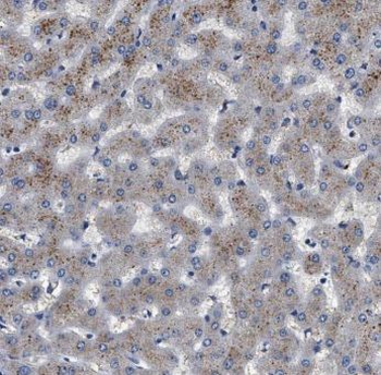 MOCOS Rabbit Polyclonal Antibody