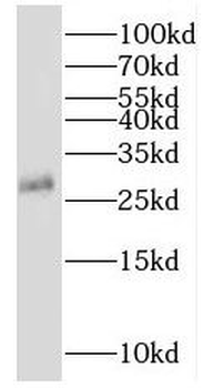 MOG Antibody