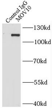 MOV10 Antibody
