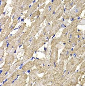 MPI Rabbit Polyclonal Antibody