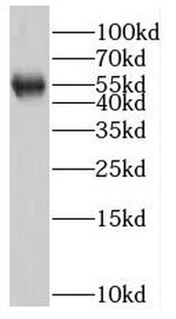 MPP1 Antibody