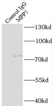 PALS1 Rabbit Polyclonal Antibody