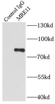 MRE11 Rabbit Polyclonal Antibody