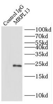 MRPL13 Rabbit Polyclonal Antibody