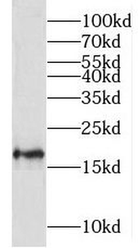 MRPL23 Rabbit Polyclonal Antibody