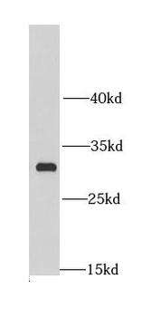 MRPL28 Rabbit Polyclonal Antibody
