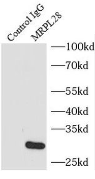 MRPL28 Rabbit Polyclonal Antibody