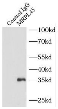 MRPL45 Rabbit Polyclonal Antibody