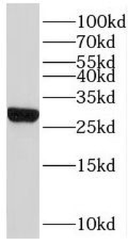 MRPL47 Rabbit Polyclonal Antibody