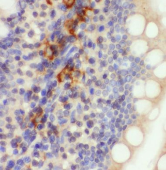 MRPL47 Rabbit Polyclonal Antibody