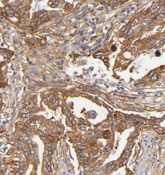 MRPL48 Rabbit Polyclonal Antibody