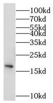 MRPS11 Rabbit Polyclonal Antibody