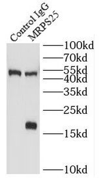 MRPS25 Antibody