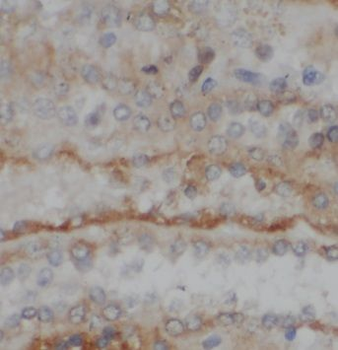 MRPS27 Rabbit Polyclonal Antibody