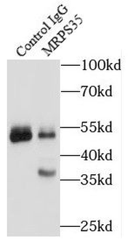 MRPS35 Rabbit Polyclonal Antibody