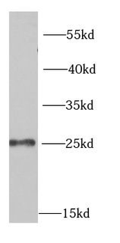 MSRA Antibody