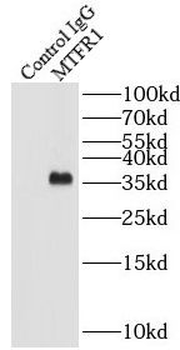 MTFR1 Rabbit Polyclonal Antibody