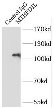 MTHFD1L Rabbit Polyclonal Antibody