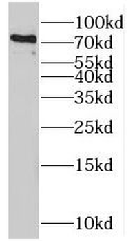MX1 Rabbit Polyclonal Antibody